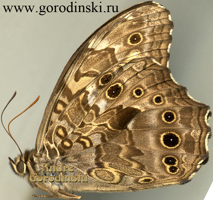 http://www.gorodinski.ru/satyridae/Neope bremeri.jpg